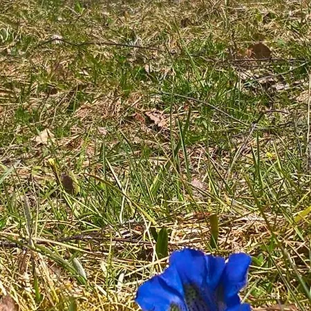 Semesterbostad Haus Elisengrund Am Geigenbuehel - Prive Seefeld in Tirol
