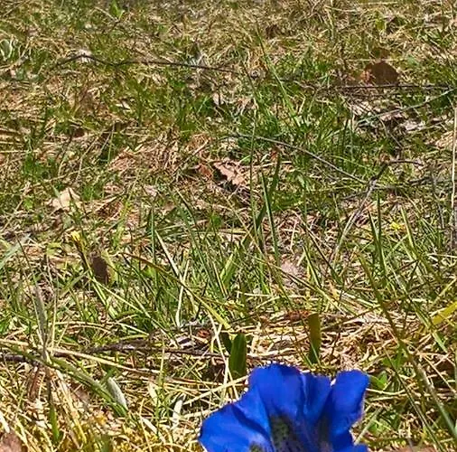 Дом отдыха Haus Elisengrund Am Geigenbuehel - Prive Зеефельд в Тироле